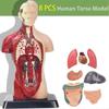 11 Inch Human Body Model for Kids,Human Torso Anatomy Model Toys,8 Pcs Removable Anatomy Doll with