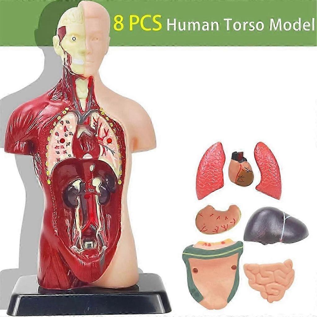 11 Inch Human Body Model for Kids,Human Torso Anatomy Model Toys,8 Pcs Removable Anatomy Doll with