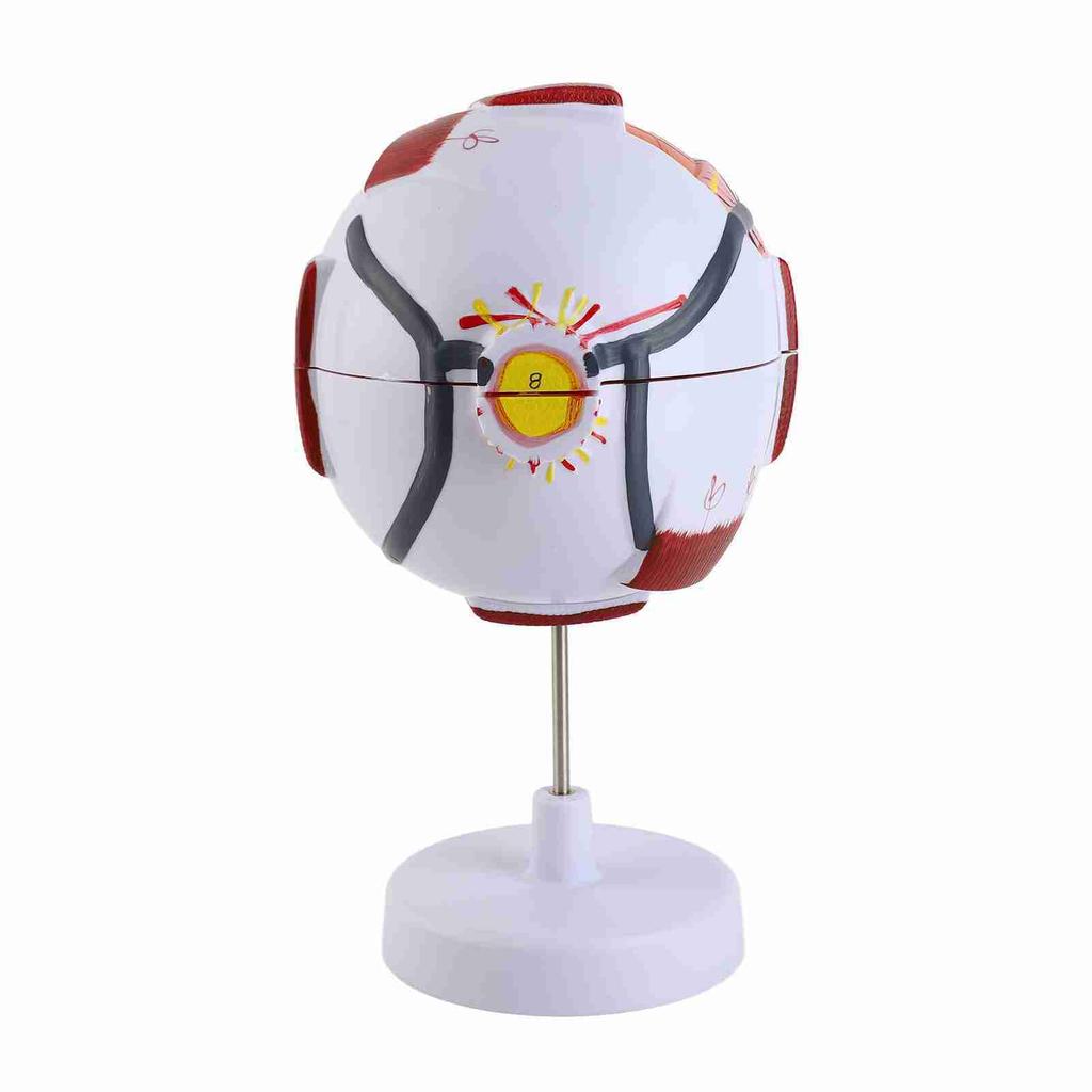 Eye Anatomy Model 6X Enlarged Strong PVC 7 Parts Easy Disassembly Human Eyeball Model for Teaching Education Decoration