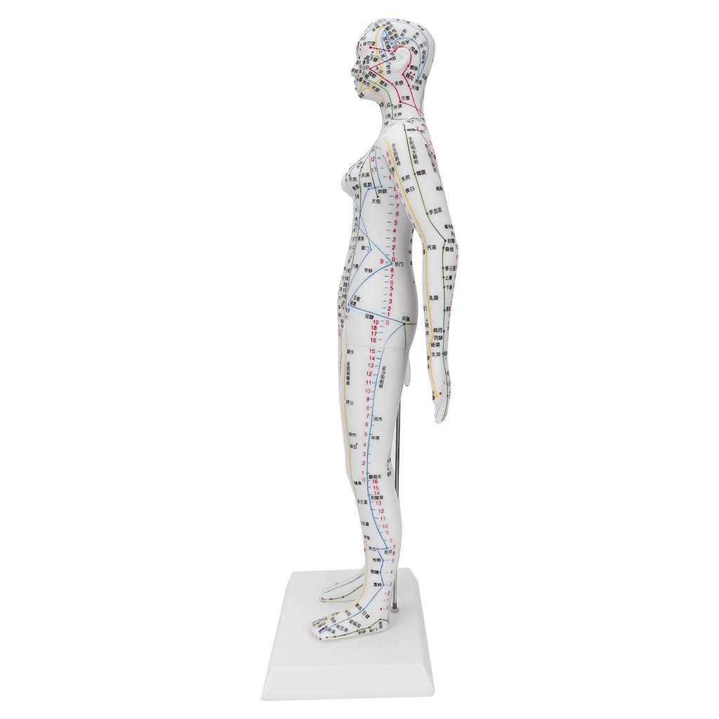 Teaching Acupuncture Meridians Model Women Acupuncture Model with Base Acupuncture Needle Set