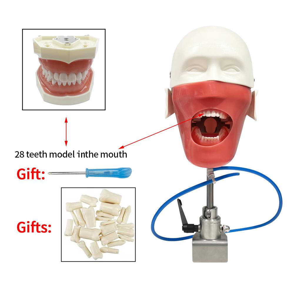 Dental Simulator Mannequin Head Dentistry Teaching Head Model Phantom 28/32 Typodont Teeth Model Practice Training Equipment