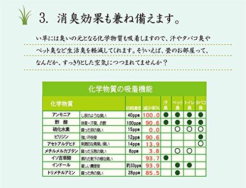 IKEHIKO Igusa Rug, Made in Japan, Triple-Weave, DX Gradient Green, Approx. 140 x 200 cm, with Backing #1709700