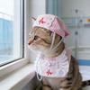 Kedi – Kediler için giyim