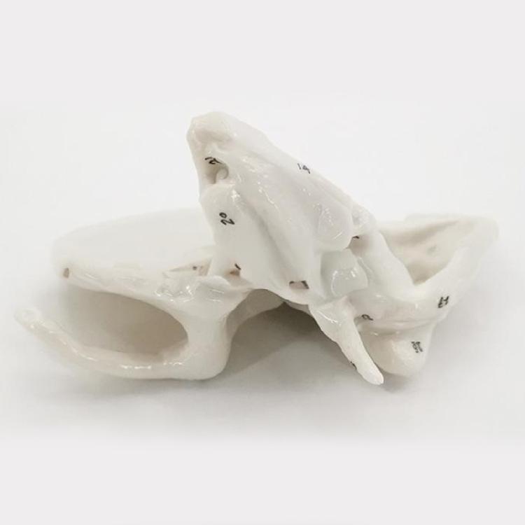 Human Skeleton Model for Lab School Temporal Bone Model Human Ethmoid Bone Anatomy Model Medicals Teaching Tool