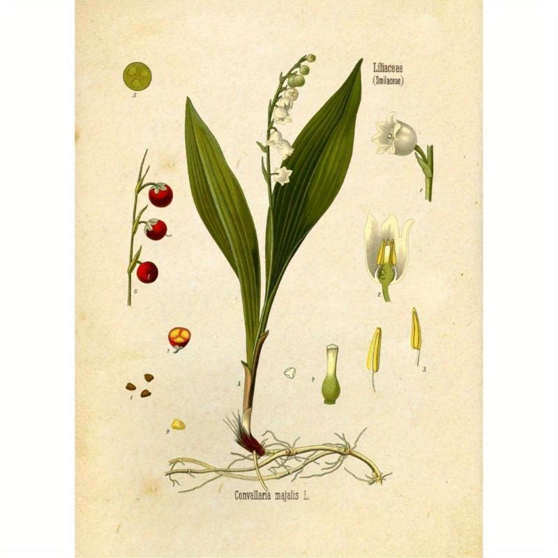 Winylowe Grafiki Botaniczne Dzikich Kwiatów, Grafika Ścienna Ink Inc, Edukacyjne Tabele i Plakaty Botaniczne, Dekoracja Domu i Sali Lekcyjnej