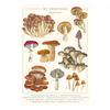 Tall Boy Prints Mushrooms Print