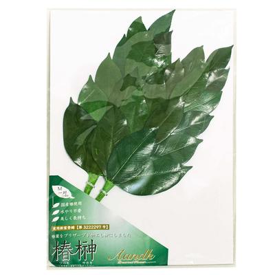 A&K Preserved Sakaki Trees (Medium Size  Pair  Approx. 32cm Tall X 15cm Wide) No Water Changes Required, Maintains Beauty, Made with Premium Camellia