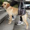 Köpek – Köpek Tasmaları ve Tasma Kayışları