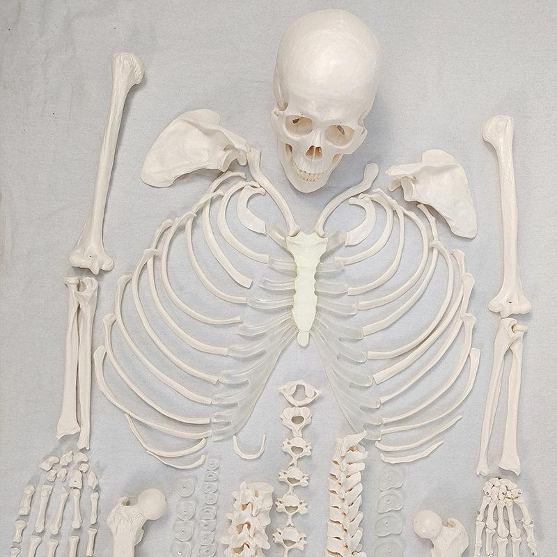 Detachable Full-Body Human Skeleton Model for Teaching & Study