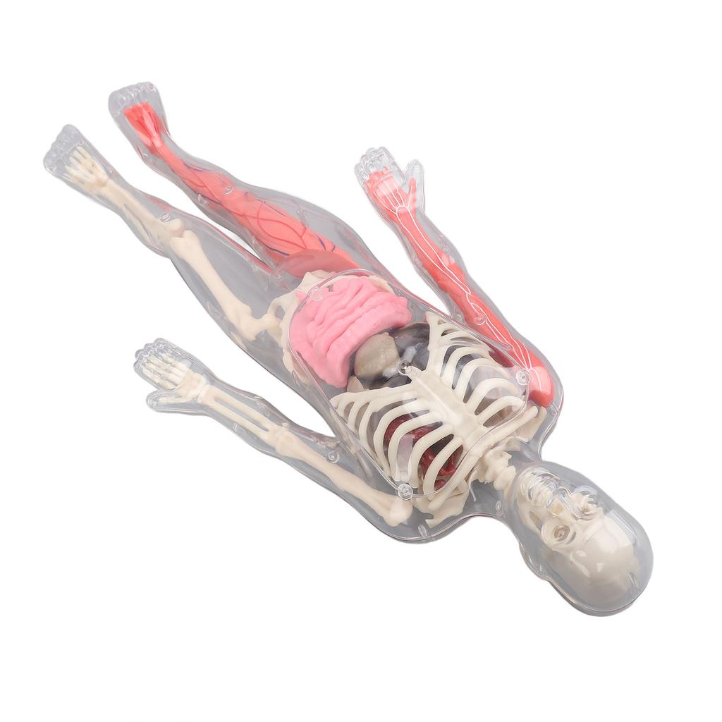 Human Body Model with Removable Organs Bones Glow In The Dark Anatomy Figure Science Kit for Kids