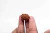 Natural 13 Mukhi Rudraksha Bead – Nepali Origin | Bead for Love, Power, Fulfillment, Prosperity, Desire & Manifestation | Organic & Lab Certified