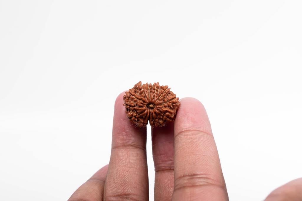 Natural 13 Mukhi Rudraksha Bead – Nepali Origin | Bead for Love, Power, Fulfillment, Prosperity, Desire & Manifestation | Organic & Lab Certified