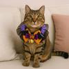Soft Material Halloween Pet Collar With Bell Dog Pumpkin Collar Adorable Pet Bow Tie  For Cats