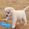Summer Dog Chew Toys Teething Balls Durable Frozen Puppy Rubber Bone Toys Teeth Cleaning Bones Chewing Training Pet Supplies