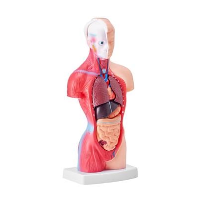 Menschliches Körpermodell, 15 Teile 11 Zoll, Anatomisches Modell des menschlichen Rumpfes, Anatomisches Skelettmodell mit herausnehmbaren Organen, Pädagogisches Lehrmittel für Schüler