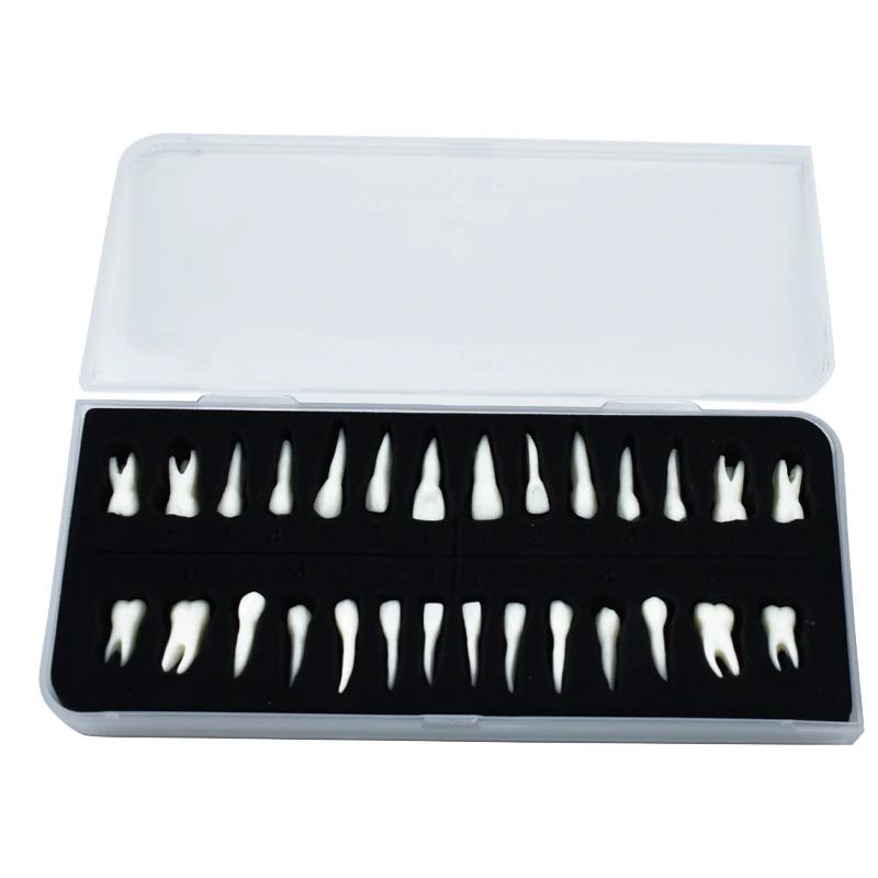 28 Pieces Dental Demonstration Permanent Teeth Model 1 To 1 Full Set for Implant Practice Teaching and Study