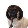 Parrucca divertente per animali domestici liscia lucida antiscivolo con elastico per capelli lisci gatto Halloween festa di Natale cosplay copricapo foto prop cane gatto parrucca