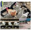 Pássaros – Louça para aves