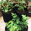 Potato Grow Planter Container Bag Pouch Root Plant Growing Pot Side Window