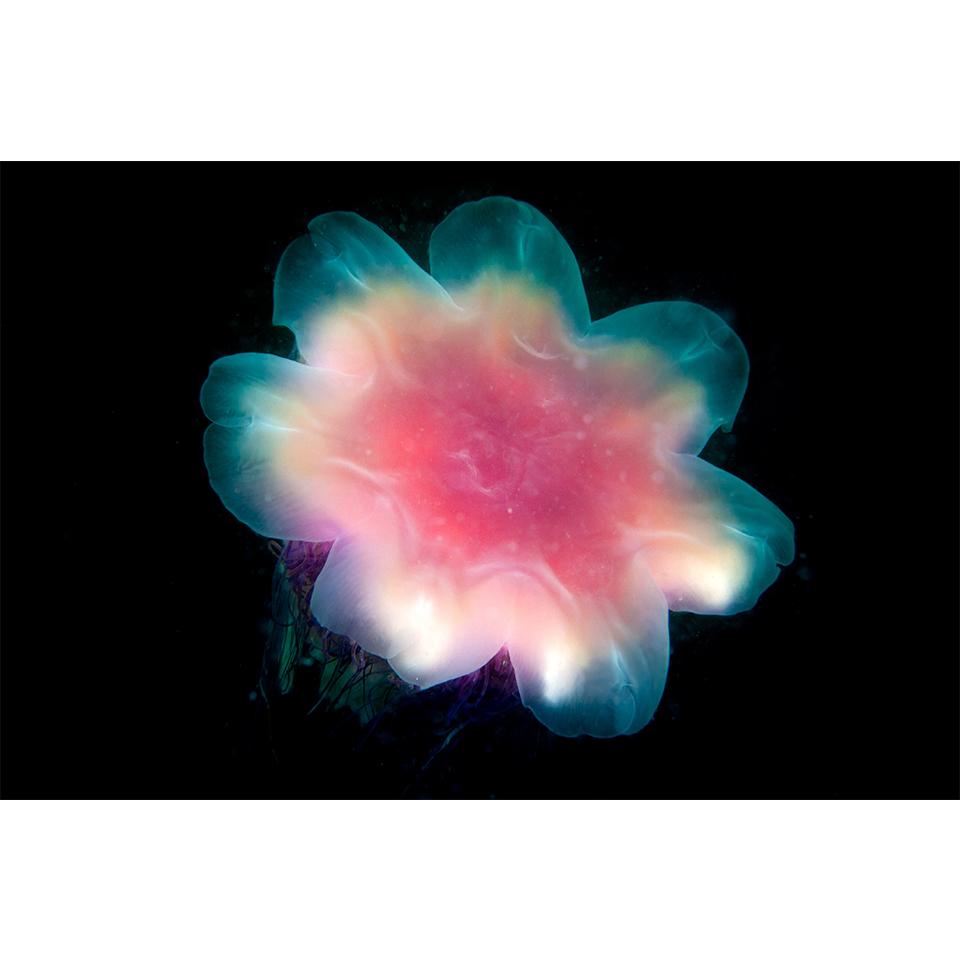 5D-Diamantgemälde zum Selbermachen, Tierqualle, Strass-Kunstbild, Kreuzstich-Set, Volldiamant-Stickerei, Mosaik, Geschenk, Heimdekoration