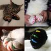 Anti-scratch Pet Nail Protector Silicone Cat Nail Caps Gift Cat Grooming Supplies
