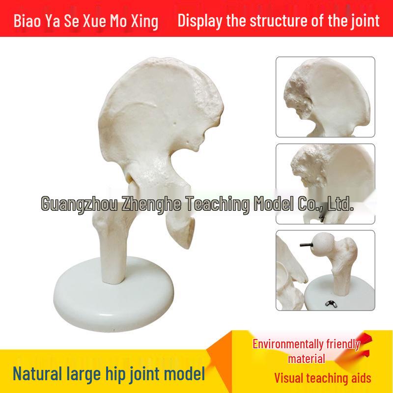 Natural Human Hip Joint Skeleton Model for Medical Teaching 1:1 Natural Large