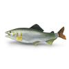 Animal Marine Tuna Salmon Resin Model Toy For Kids Display Gifts Decoration