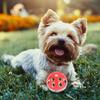 Multicolor Hollow Bell Ball Plastic Ball Cat Dog Toy D4E2 Sound Bell Toy