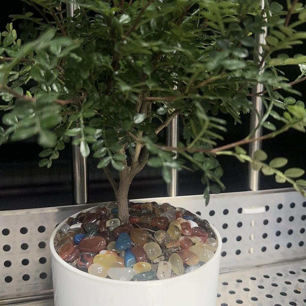 7 Chakra Crystal Mix - Healing Gemstone Collection for Meditation, Altar Offerings, Mandala Making, & Aquarium Decor