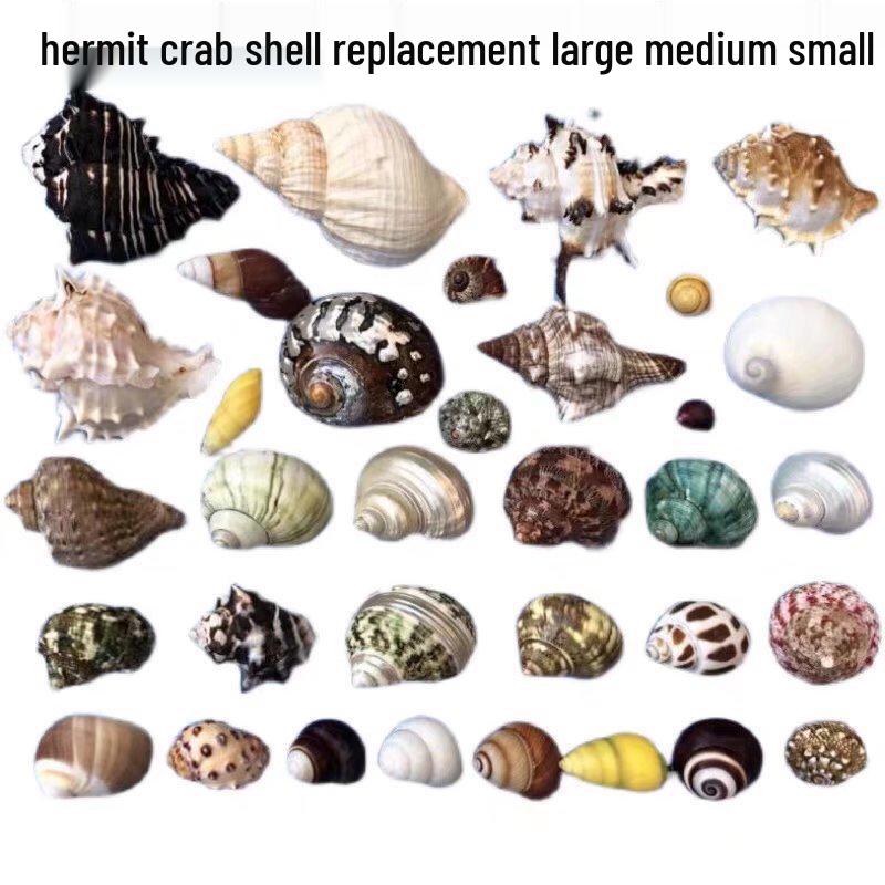 Eremitkräfta Ersättning & Snäcka Naturliga Snäckskal för Akvariumdekor