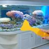 Car Window Tinting Tools Yellow Squeegee Glass Window Film Headlight Film Triangular Squeegee