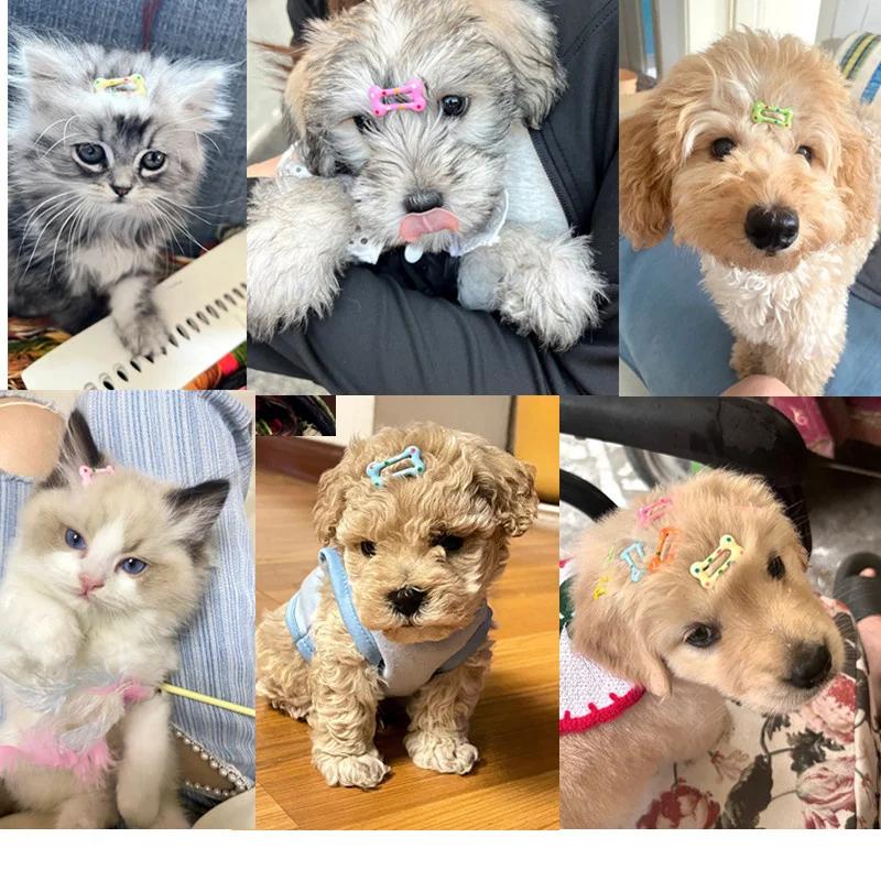 10 Stück Mini-Haarnadeln für kleine Hunde in Bonbonfarben, für kleine Welpen und Katzen, süße Haarschleifen, Clips, Tierhaar-Accessoires, Hundehaarpflege