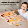 Body Parts Puzzle Matching Game Educational Human Body Structure Anatomy Puzzle Board Kids Toddlers Wooden Body Puzzle Learning STEM Toy