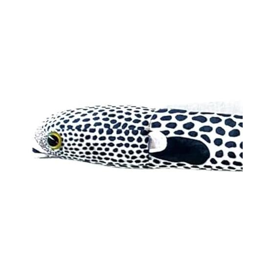 Takeoff Chinese Eel Real Plush Toy