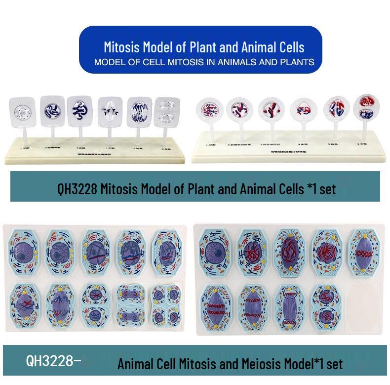 Plant & Animal Cell Models for Middle School Biology: Mitosis & Meiosis Teaching Aids