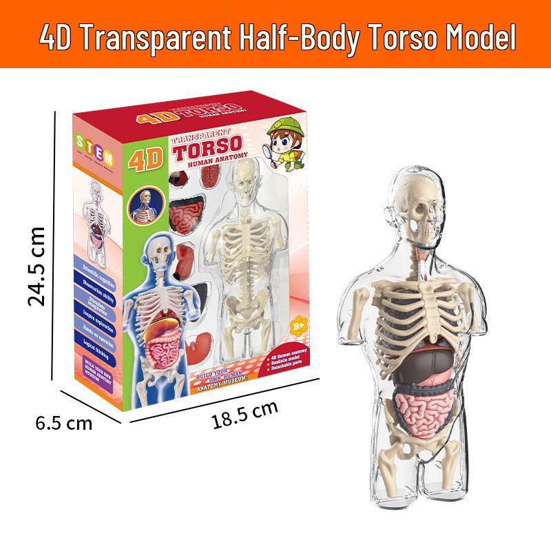 Children's Educational Human Anatomy Model - Skeleton & Organ Structure Toy for Medical Teaching