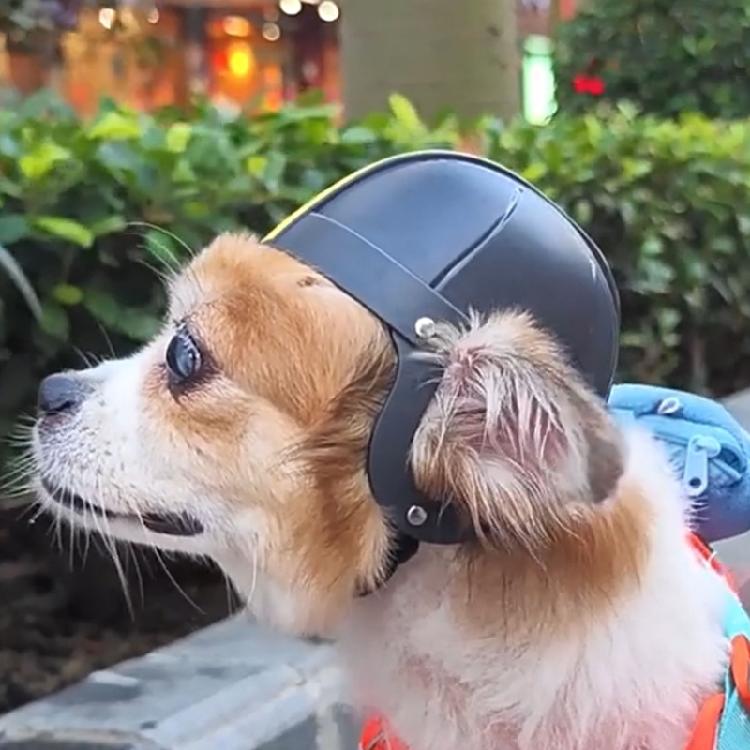Adjustable Safety Pet Cap Dog Helmets Fashion Pet Protects Ridding Cap for Pet