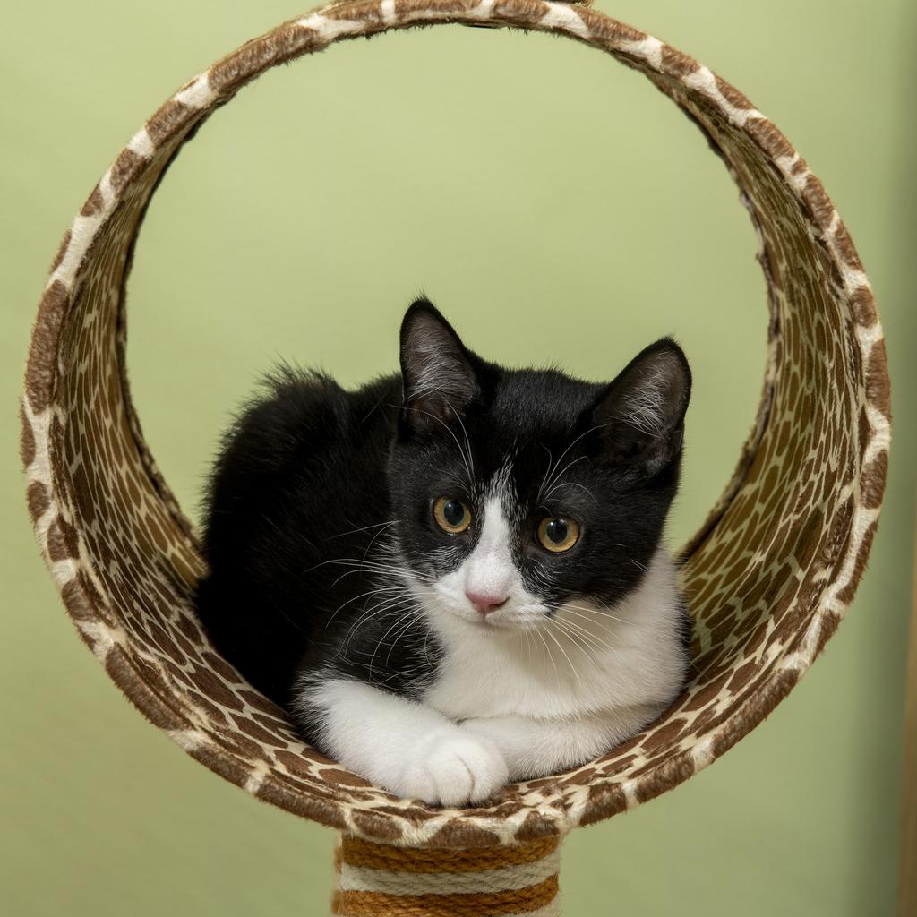 Giraffe-Designed Cat Tree, with Scratching Posts, Cat Tunnel, Toy Ball - Beige