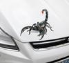 Adesivi per Auto Animali 3D Adesivi Modificati