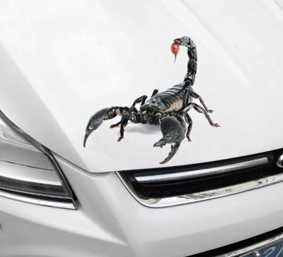 3D Animal Car Stickers Modified Stickers