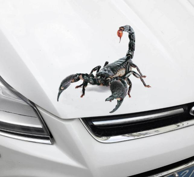

3D Animal Car Stickers Modified Stickers One Size