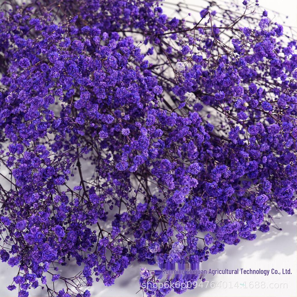 Gypsophila Preserved Flowers for DIY Arrangements & Wedding Decorations