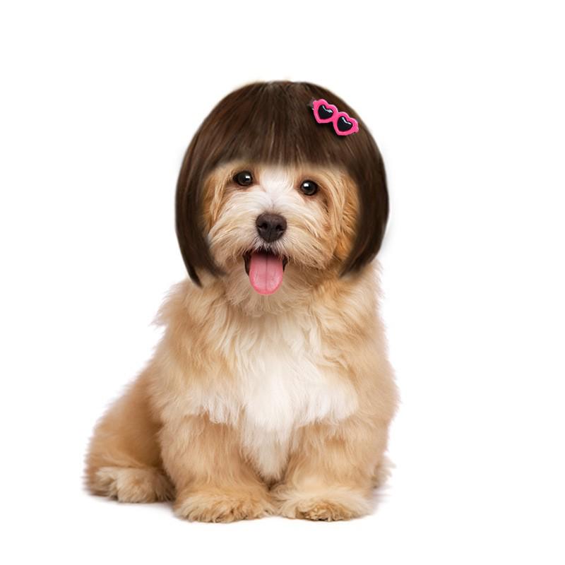 Accesorios para Pelo de Mascota Gafas Pasador: Clip Lindo para Gafas de Sol para Perros y Gatos