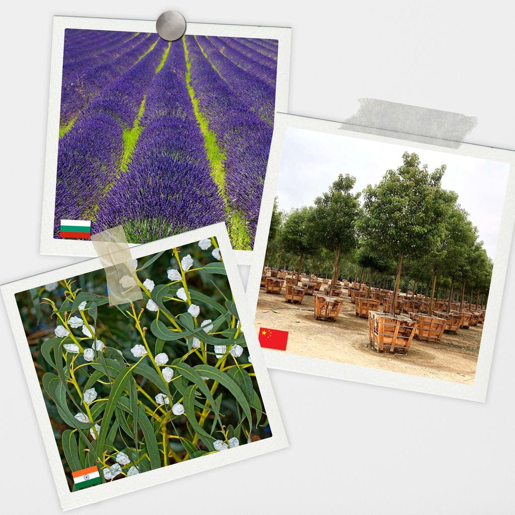 Aromatic Oils for Aromatherapy 100% Natural