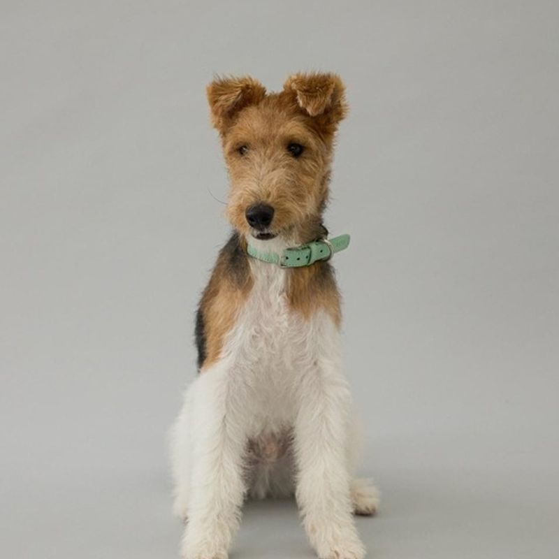 GOPE GOPE Nature Dog Collar MIBR