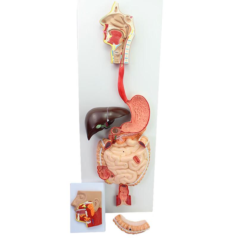 ENOVO Human Digestive System Anatomy Model