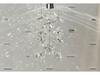 2025 French Luxury Flower Crystal Pendant Light for Bedroom or Entryway