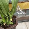 Automatic Watering Device Bird Shape Plant Waterer Watering Device Houseplant Watering Spikes Automatic Drippers