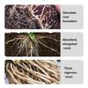 Plant Root Stimulator Promotes Root System Development Seedling Root Strengthener Enhances Vegetable Root Growth