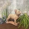 Beautiful Standing Bulldog Figure In Sand Color